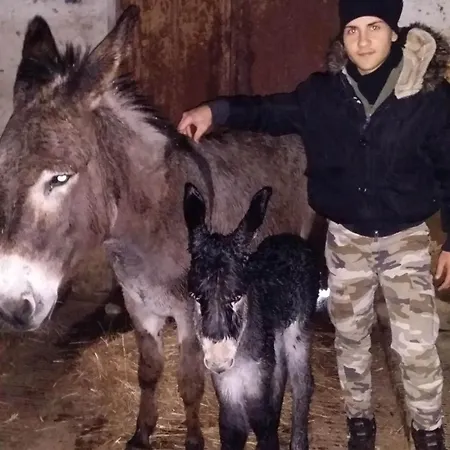 Bed & Breakfast Masseria Novelli