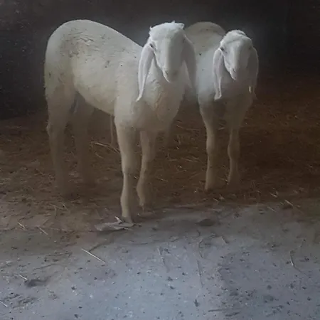 Masseria Novelli 3* Cassano allo Ionio