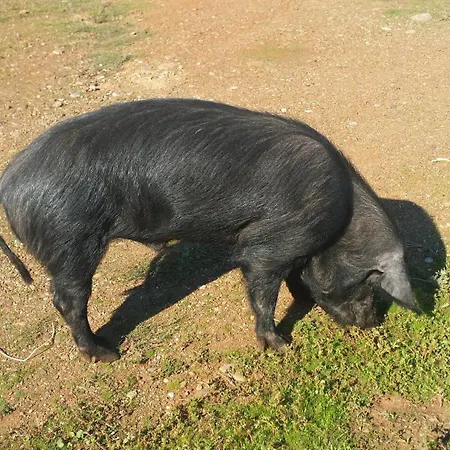 Masseria Novelli Bed & Breakfast 3*