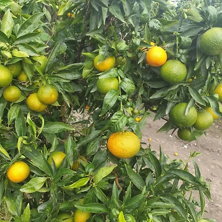 Masseria Novelli 3* Cassano allo Ionio