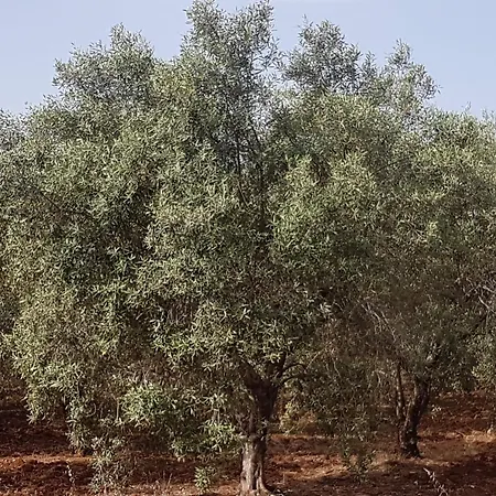 Masseria Novelli Nocleg ze śniadaniem