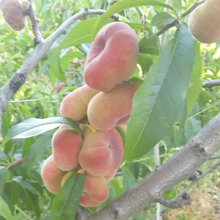 Masseria Novelli Frühstückspension