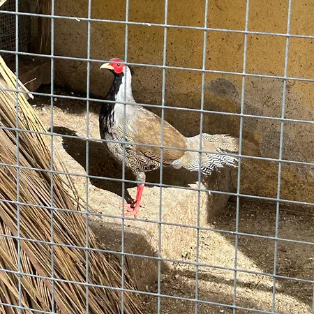 Masseria Novelli Bed & Breakfast 3*