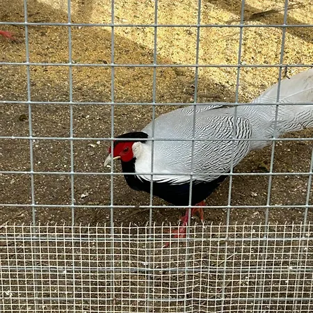 Masseria Novelli Nocleg ze śniadaniem 3*