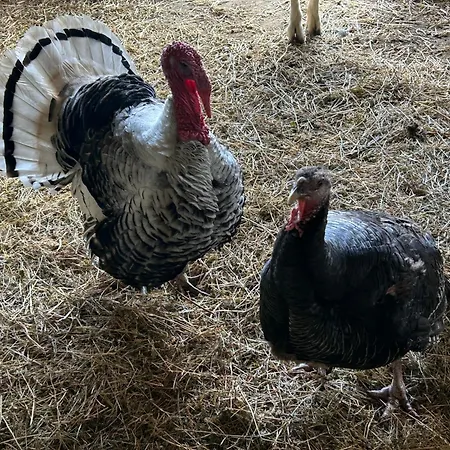 Masseria Novelli Nocleg ze śniadaniem 3*