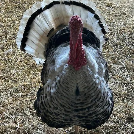 Frühstückspension Masseria Novelli 3*