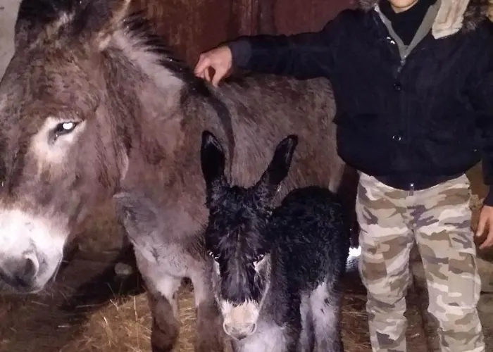 Bed & Breakfast Masseria Novelli