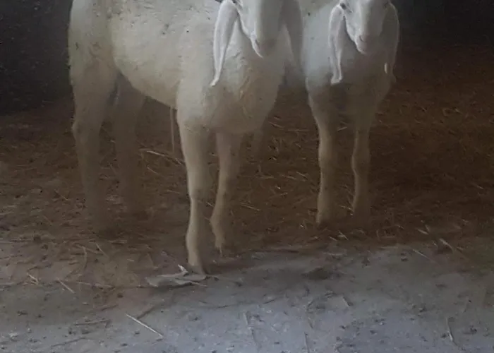 Masseria Novelli 3* Cassano allo Ionio