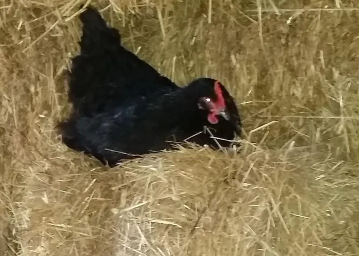 Masseria Novelli ベッド・アンド・ブレックファスト カッサーノ・アッロ・イオーニオ