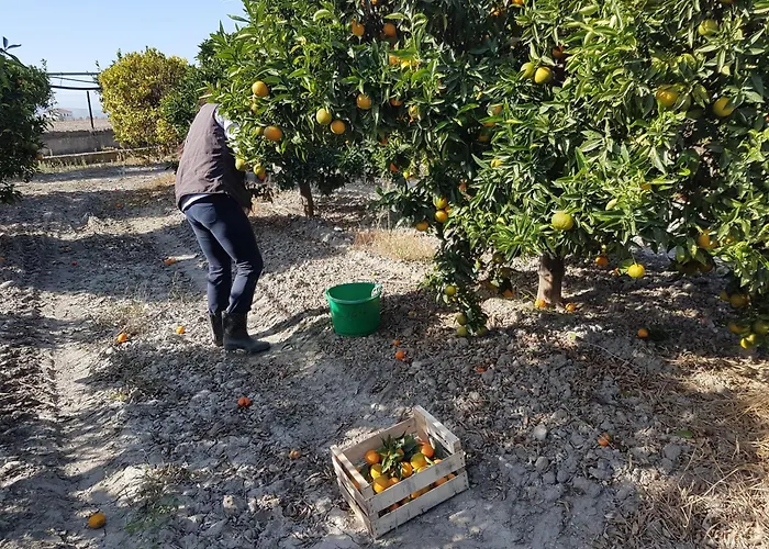 Bed & Breakfast Masseria Novelli