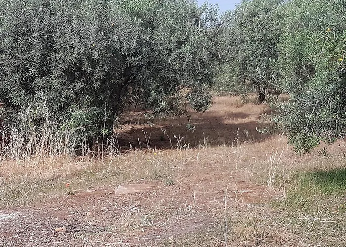 Masseria Novelli Bed & Breakfast