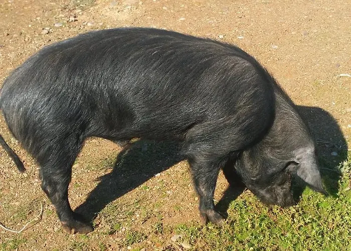 Masseria Novelli ベッド・アンド・ブレックファスト 3*