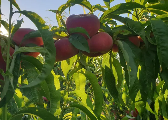 Masseria Novelli Bed & Breakfast Cassano allo Ionio