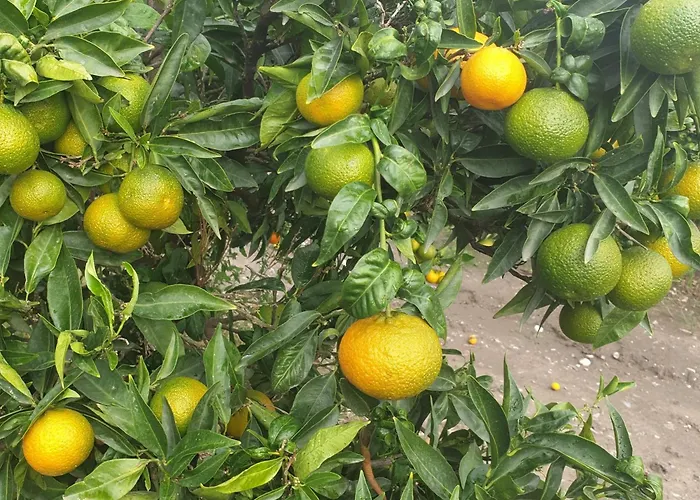 Masseria Novelli 3* カッサーノ・アッロ・イオーニオ