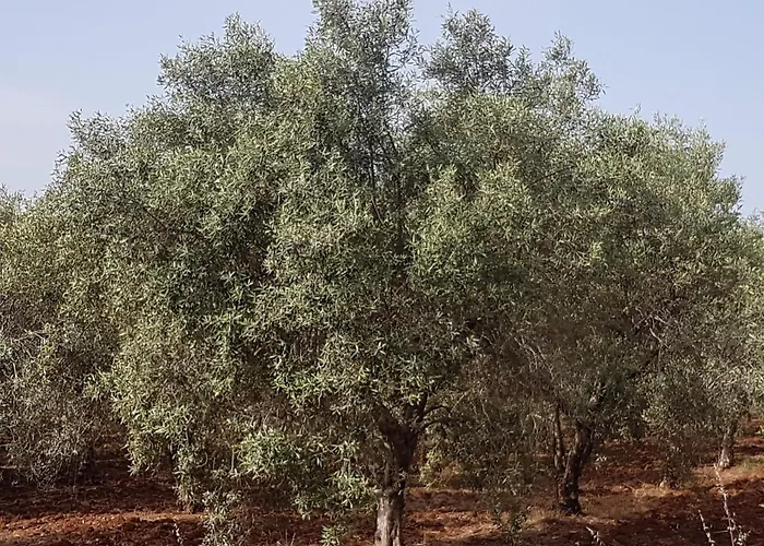 Masseria Novelli Bed & Breakfast