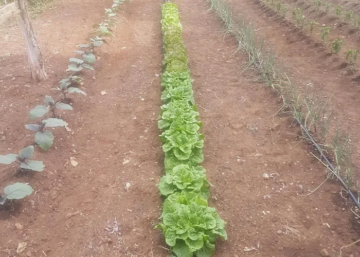 Masseria Novelli Bed & Breakfast 3*