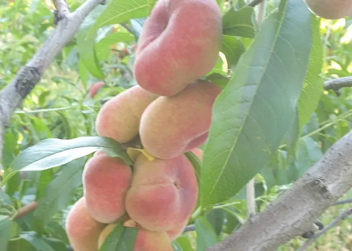 Masseria Novelli Bed & Breakfast