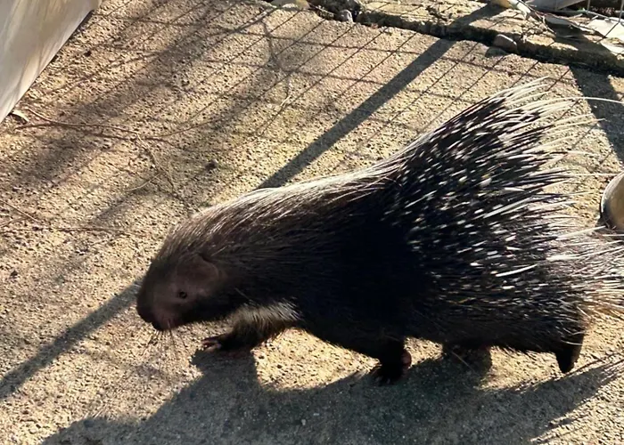 Bed & Breakfast Masseria Novelli