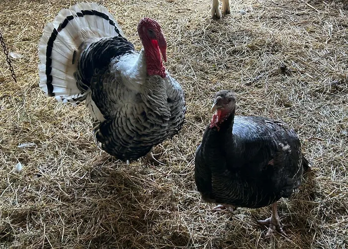 Masseria Novelli Bed & Breakfast 3*