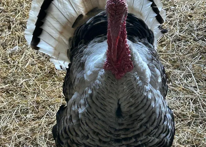 Bed & Breakfast Masseria Novelli 3*